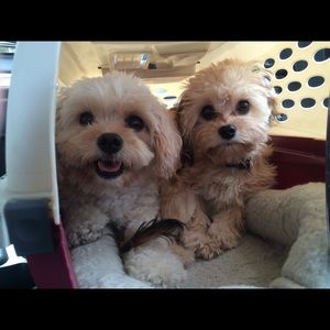 Meet your Posher, Kim